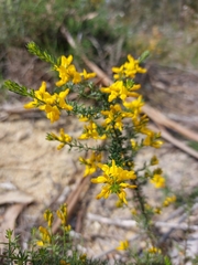 Genista triacanthos