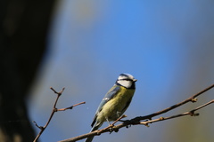 Cyanistes caeruleus