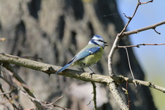Cyanistes caeruleus