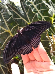 Papilio memnon
