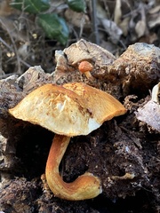 Gymnopilus suberis