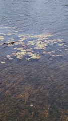 Nymphaea odorata odorata