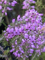 Erica nudiflora