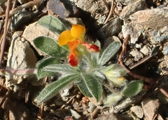 Anthyllis circinnata