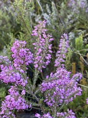Erica nudiflora