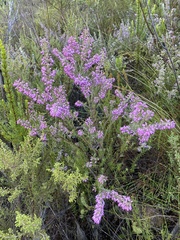 Erica nudiflora