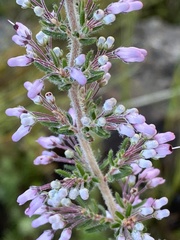 Erica nudiflora