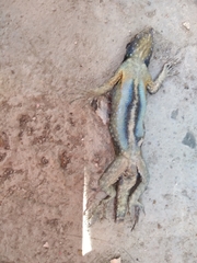 Sceloporus
