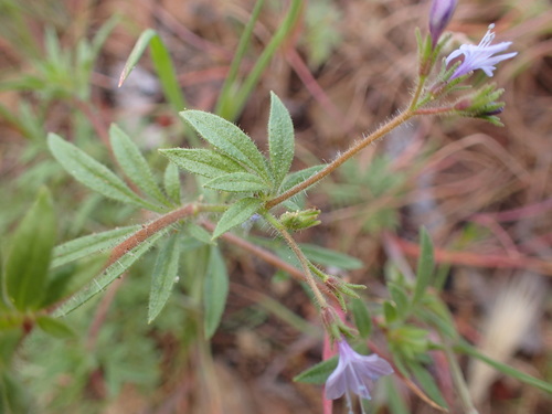 Sticky false gilyflower (Allophyllum glutinosum)