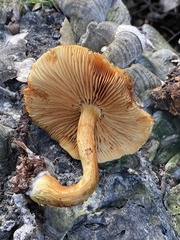 Gymnopilus suberis