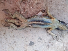 Sceloporus