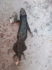 Sceloporus
