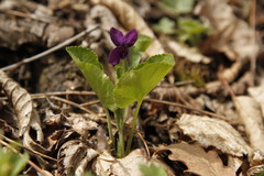 Viola odorata