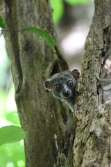 Lepilemur ankaranensis