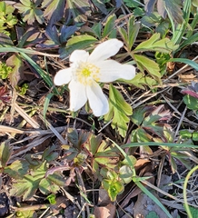 Anemonoides nemorosa