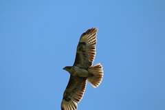 Buteo buteo