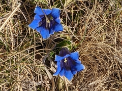 Gentiana acaulis