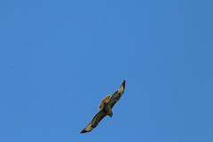 Buteo buteo