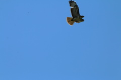 Buteo buteo