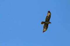 Buteo buteo