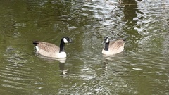 Branta canadensis