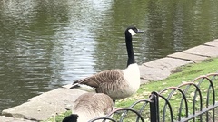 Branta canadensis