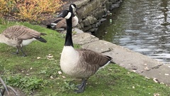 Branta canadensis