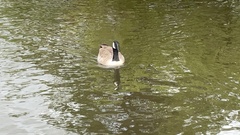 Branta canadensis