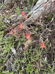 Castilleja pruinosa