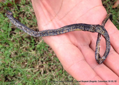 Atractus crassicaudatus