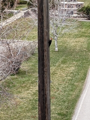 Dryocopus pileatus