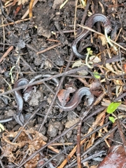 Plethodon electromorphus