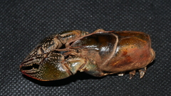 Lacunicambarus diogenes