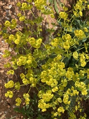 Euphorbia segetalis