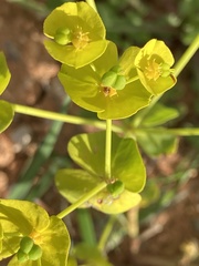 Euphorbia segetalis