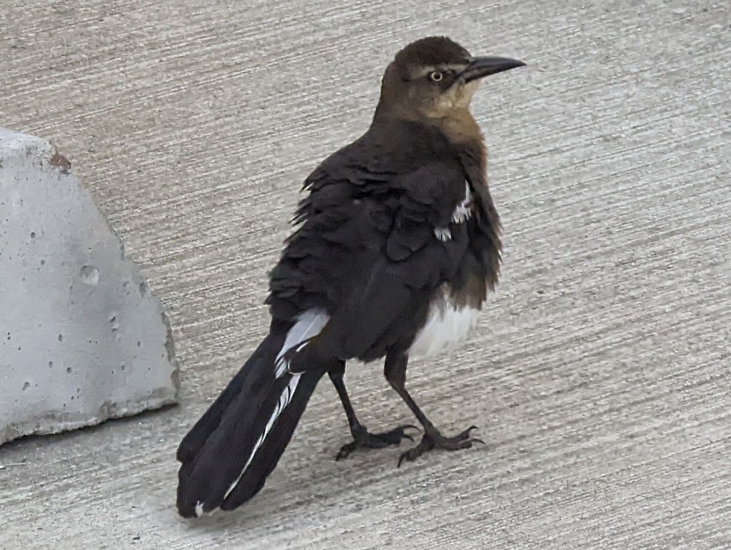 Typical Grackles from Harris County, TX, USA on April 18, 2022 at 10:31 ...