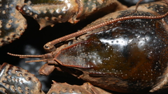 Lacunicambarus diogenes