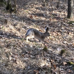 Lepus europaeus
