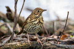 Turdus philomelos