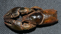 Lacunicambarus diogenes