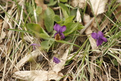 Viola odorata