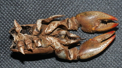 Lacunicambarus diogenes