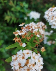 Spiraea cantoniensis