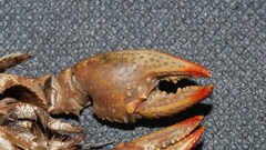 Lacunicambarus diogenes