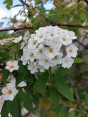 Spiraea cantoniensis
