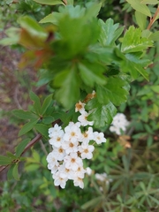 Spiraea cantoniensis