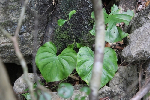 Carlephyton madagascariense image