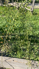 Capsella bursa-pastoris