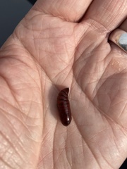 Lepidoptera