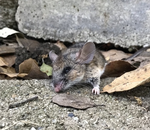 California Mouse